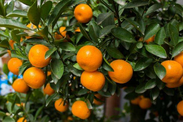 Ripe mandarins on the tree, ready for harvest