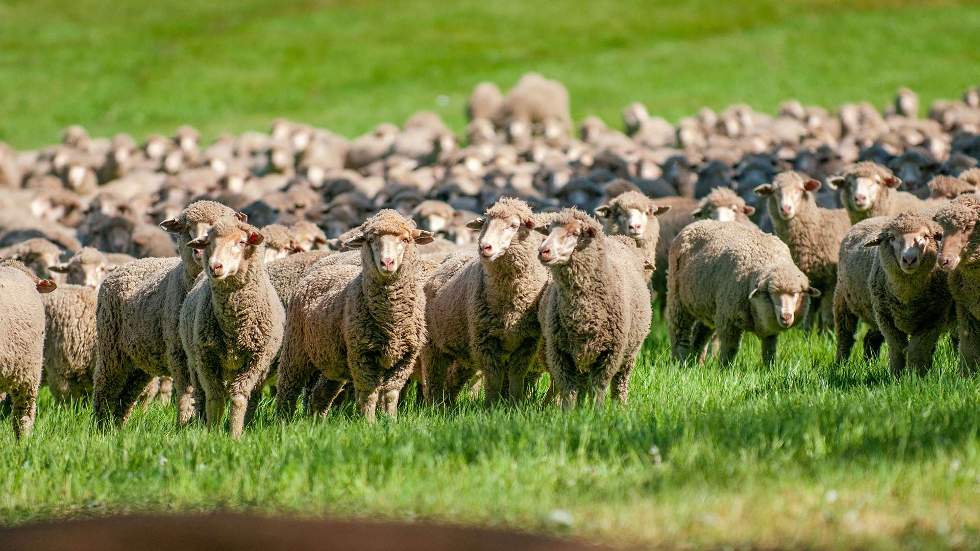 Mob of Merino sheep grazing green pasture