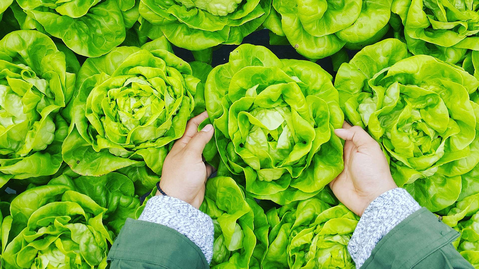 Hands harvesting a head of butterhead lettuce in a vegetable crop