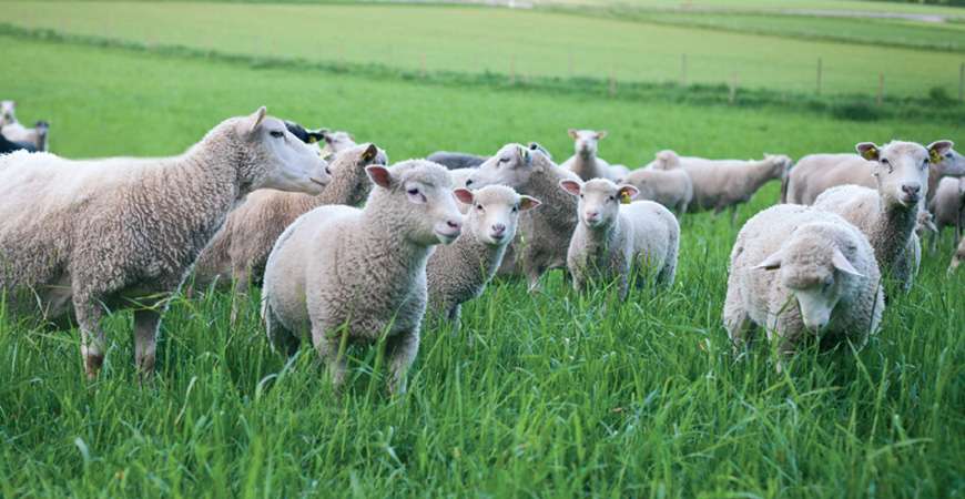 Mob of lambs grazing green pasture