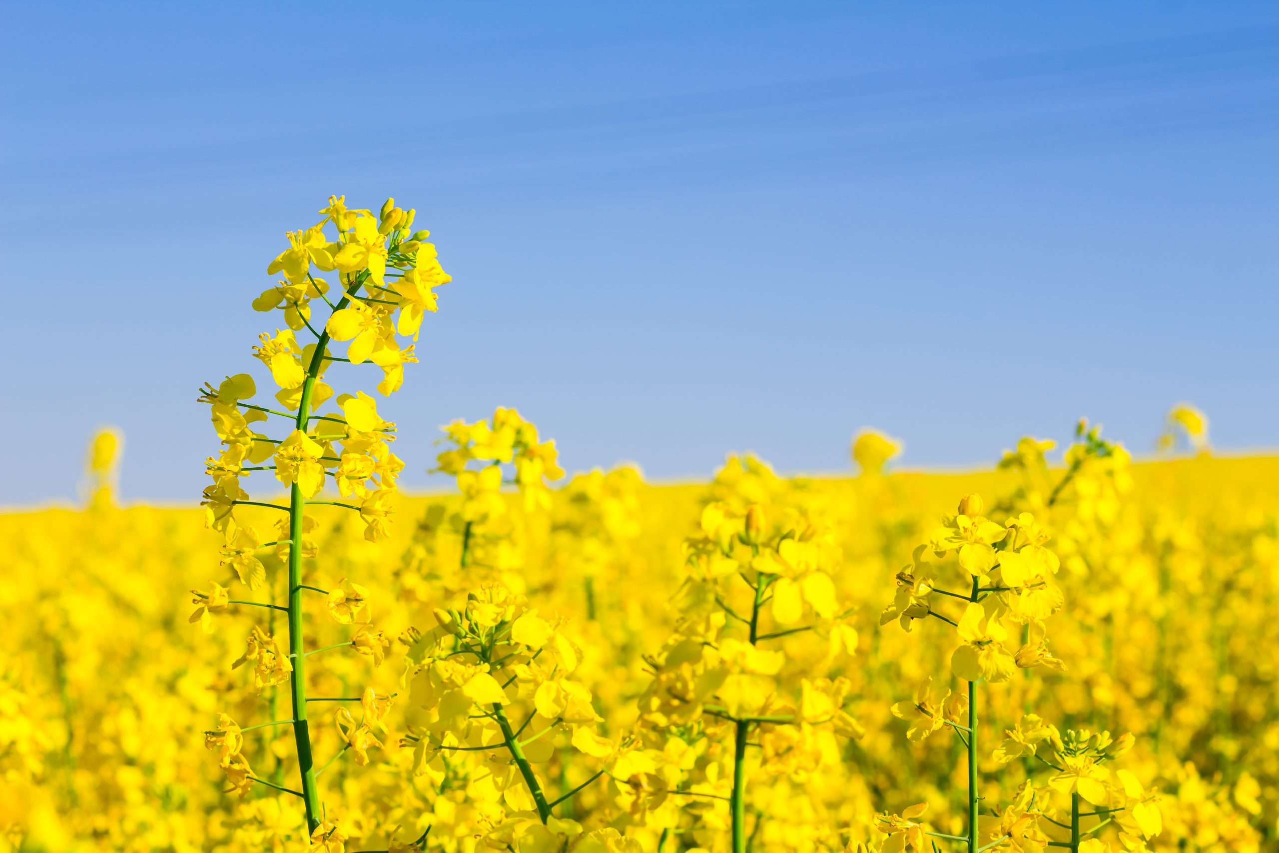 Canola - Switch ag