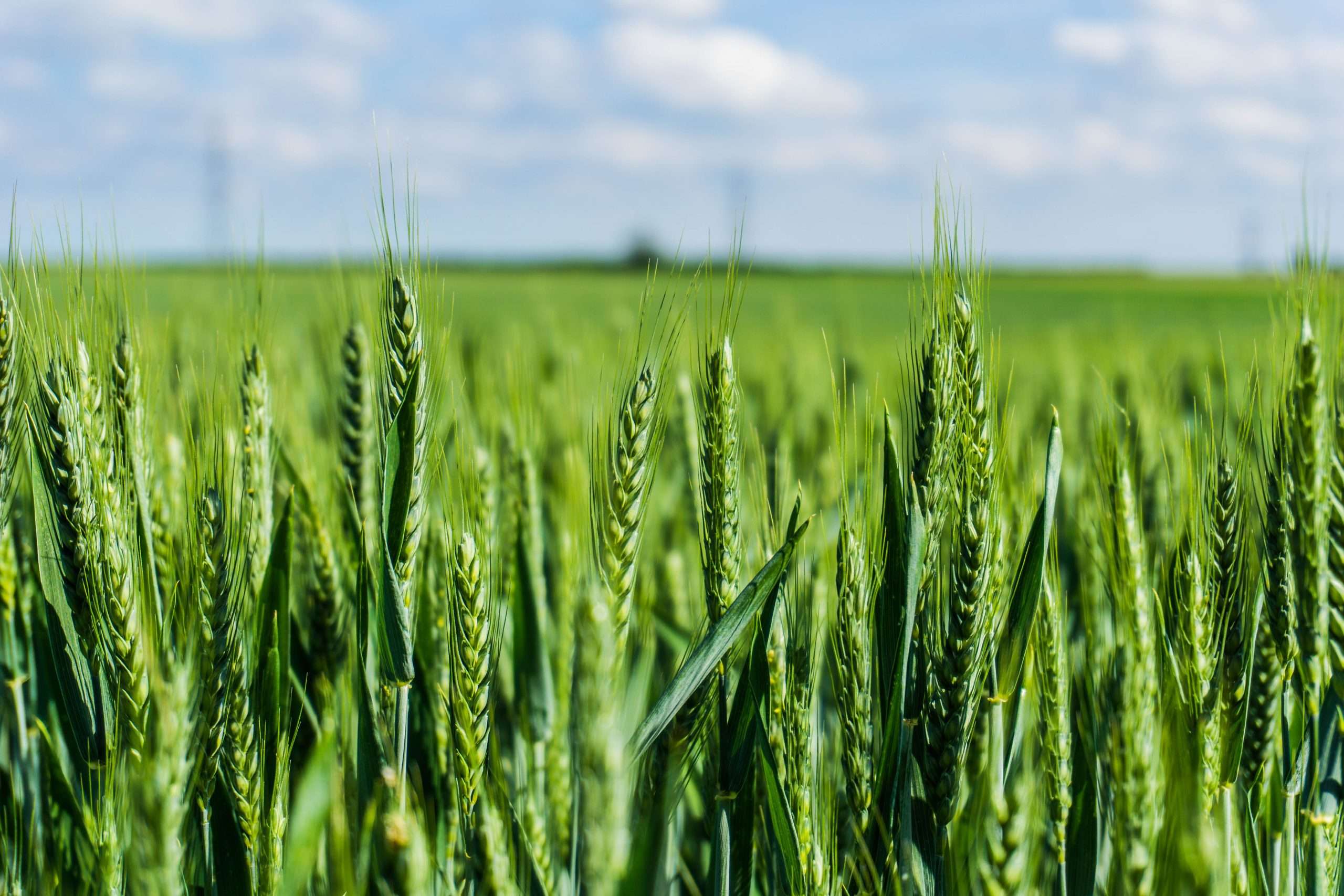 Close-up of green wheat heads in a crop before ripening